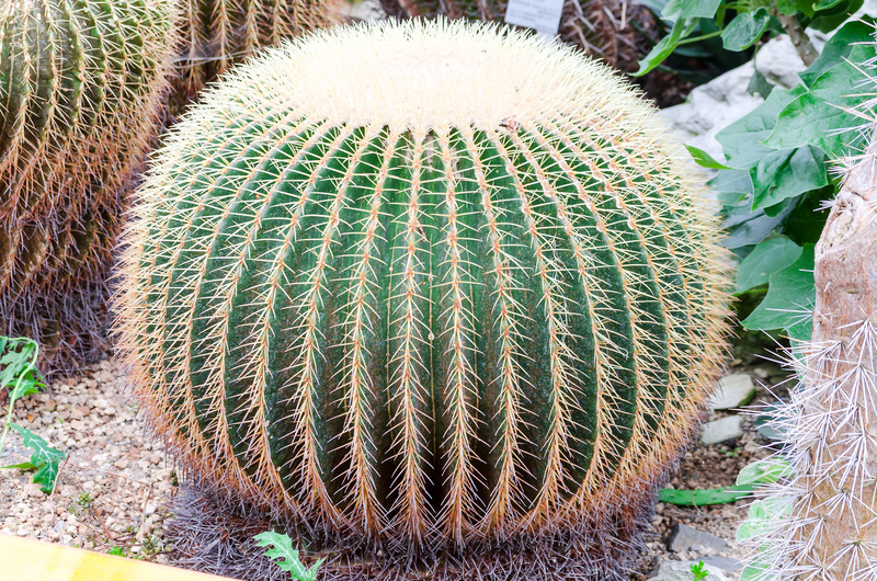 garden maintenance Garden