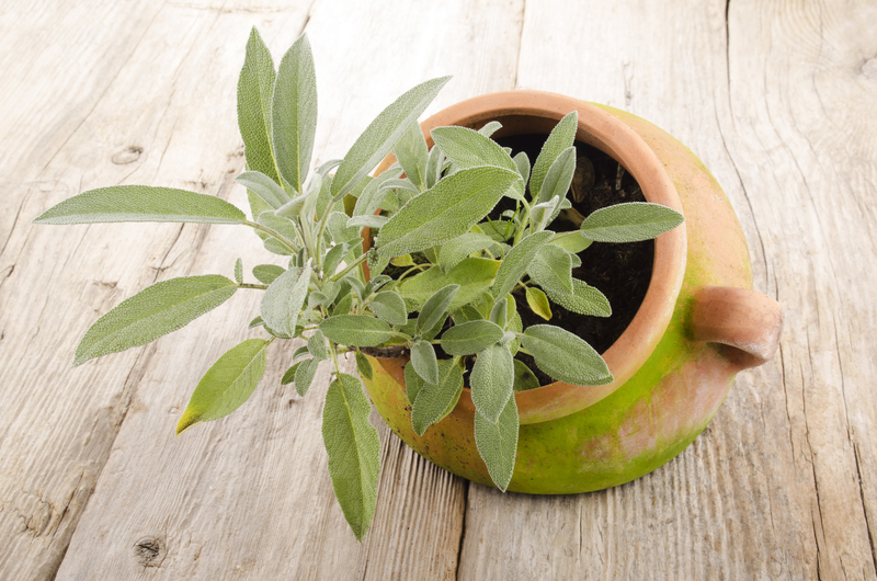 garden care garden