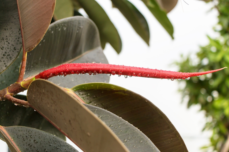 landscape design yard